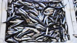 Balıkçıların anlaşması fiyatları dibe çekti!