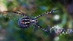 İklim krizi ölümcül örümcek türünü getirdi: Argiope lobata Türkiye'ye yayılıyor
