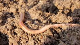 Solucanlar yılda 140 milyon tahıl üretimine katkıda bulunuyor! Detayları şaşırttı