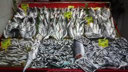 Karadeniz'de büyük tehlike! Deniz suyu sıcaklığı hamsi, palamutu bitirdi