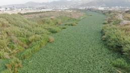 Hatay'da inanılmaz görüntü! Asi Nehri yeşile döndü, su adeta görünmez hale geldi