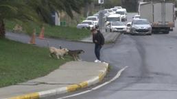 Bağcılar’da başıboş gezen köpekler dehşet saçtı