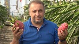 İnternette gördüğü ejder meyvesinin üreticisi oldu