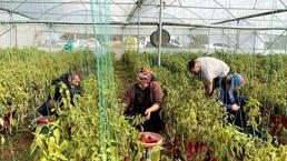 GAP projesiyle suya kavuşan Harran Ovası'nda seralar bereketlendi