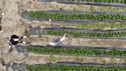 Ürünlerini zirai dondan kurtardı, kilosunu 100 TL'den satıyor 