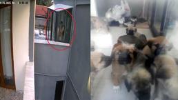 Ankara'da doktorun sahiplenip öldürdüğü iddia edilen köpek sayısı 26'ya ulaştı! Soruşturma büyüdü