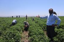 İlk hasat bayramdan sonra başlıyor! Toplamak büyük zahmet, günlük 800 lira bedeli var