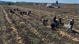 Adana'da hasat devam ederken haber geldi! Fiyatlar yarı yarıya düştü, tüketicinin yüzü gülecek
