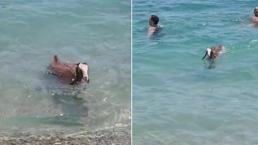 Antalya'dan gülümseten görüntüler: Nereye gitsem peşimde 