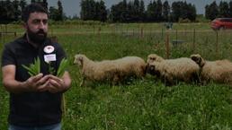 Samsun'da bir ilk! TÜBİTAK projesiyle verim 5 kat artacak, et ve süt fiyatlarına etki edecek