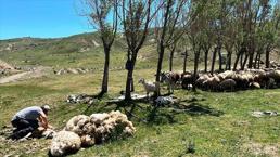 Erzincan'da başladı! 10 kilometre yürüyorlar, tek hareketle günde 500 tane yapıyor