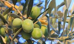 Zam kapıda: En az yüzde 40 kayıp var! Yetkililer uyardı: Bu fiyatları 'yok yılı' gelmeden kaçırmayın