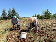 Kavurucu sıcakların altında hasat başladı! Bu lezzet 90 liraya satın alınabiliyor