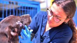 İzmir yangınından kurtarılan hayvanlar Bursa'da şifa buluyor!