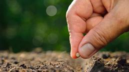 Bu ağacı bahçesine diken, 400 yıl meyvesini yiyor! En çok Bursalılar tercih ediyor