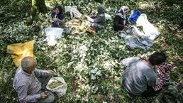 Bursa'da yetişiyor, tüm dünya duydu! Hasat ailecek yapılıyor, kilosu 1.400 TL'den kapış kapış gidiyor