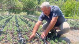 Bursa'da 6 kişi ortak olup üretime başladı! Uludağ'ın eteklerinde para kazanacaklar