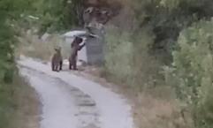 Bu kez köye inen ayılar şaşırdı! Tokat'tan gelen görüntüler gülümsetti