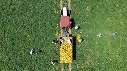 Samsun'da Bafra Ovası'nda hasat başladı! Kilosu 15 lira, çiftçinin yüzü gülüyor