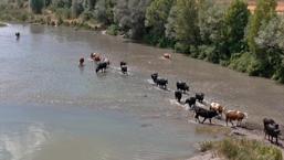 Afrika değil Sivas! Kızılırmak'ta ilginç görüntüler ortaya çıktı