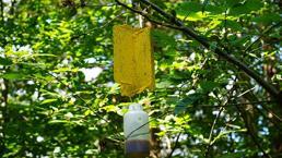 Kastamonu’da 100 ton üretim yapıldı! Kilosu 2.500 TL'den kapış kapış gidiyor, fiyatı daha da artacak