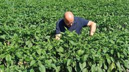 Bir defa eken yılda 30 kez hasat ediyor! 1 dönüm 5 ton ürün veriyor tek seferde 70 bin TL kazanç sağlanıyor