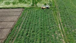 Samsun'dan 81 ile gidiyor! Tüm tarlaya sadece ondan ekti, resmen para basıyor: Kilosu 15 TL