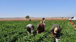 Gaziantep'te hasat başladı: 40 derece sıcakta ekmek parası için çalışıyorlar
