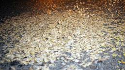 Akyazı'da her yer beyaza büründü: Kar değil, ölüm dansı!