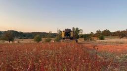 Kastamonu'da hasat başladı: 6 yıl önce ilk kez dikildi, şimdi üretim deposu oldu