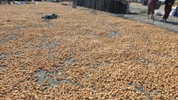 Aydın'ın yeni rakibi Balıkesir! Hasat başladı, Çin, İngiltere, Rusya ve İspanya almak için sırada