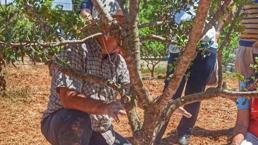 7 yıl önce diktiler, hasat bu ay başladı! Kilosu 20 bin TL'den kapış kapış satılıyor