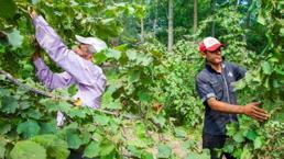 Samsun'un Çarşamba ilçesi Türkiye'nin üretim merkezi! Hasat sonrası kötü haberi verdi: Fiyatlar artacak