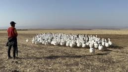 İstanbul'u terk edip Kars'taki köyüne yerleşti! Ticarete 500 tane ile başladı sayısı bin 400'e çıktı