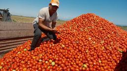 Tonu 1.500 TL'ye kadar düştü! Çiftçi domatesten umudunu kesti, o ürüne yöneldi