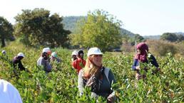 Bu bitkiyi yetiştiren zengin oluyor! Kilosu 1.000 TL'den satılıyor! İlk hasat haberi Çanakkale'den geldi