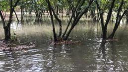 Samsun'da hasat devam ederken felaket! Her yıl aynısı yaşanıyor: Allah'tan gelen bir şey