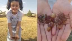 Çam sakızı şifa kaynağı oldu! Büyük ilgi görüyor