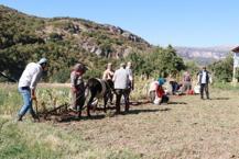 Konya'da hasat da miras kalıyor: At ve eşekle tarlaya daldılar