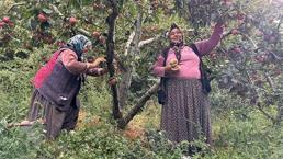 Fiyatı 4 kat arttı, Dereköy’de bayram havası! 'Çiftçi bu yıl çok para kazandı'