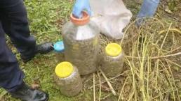 Samsun'da fındık bahçesinden bidon bidon çıktı! Görür görmez jandarmayı aradılar