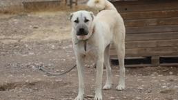 Sivas'ta kangalların bilinmeyen özelliği ortaya çıktı! Dengeleri değişti, artık eski gibi değil