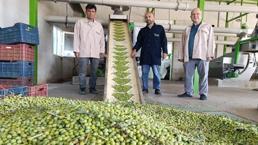 Manisa'da erken dönem hasat başladı! Üreticiler fabrikalara koşuyor