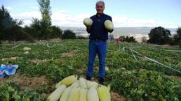 Kütahya'da sadece hayvan gübresiyle yetişiyor! Hasadı başladı, kilosu 30 liradan satılıyor