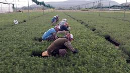 Eskişehir'den Türkiye'nin dört bir yanına nefes oluyorlar! Orman yangınlarından sonra üretim kapasitesi artırıldı