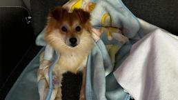 Bursa'da her yerde aranıyor! "Pablo"yu bulana 50 bin lira ödül verecekler