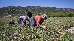 Mersin'de üreticiye yüzde 70 hibe desteği! 'Can suyu oldu'