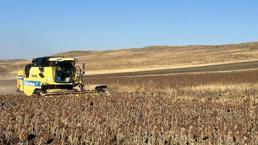 Yüzde 75 hibe ile ekildi! Kars'ta ayçiçeği hasadından alınan verim yüz güldürdü!