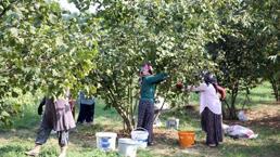 Düzce'de üretim patladı! Avrupa ülkeleri sıraya girdi, 15 bin ton satın aldılar
