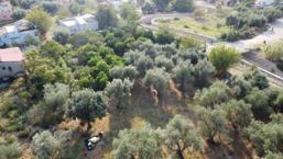 Zeytin hasadı bekleyenler dikkat! Adana'da başladı: Bir dalda var diğerinde yok